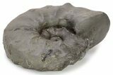 Triassic Ammonite (Ceratites) Fossil - Germany #243502-2